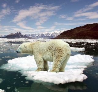 White Polar Bear - Obrázkek zdarma pro iPad