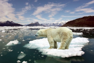 White Polar Bear sfondi gratuiti per cellulari Android, iPhone, iPad e desktop