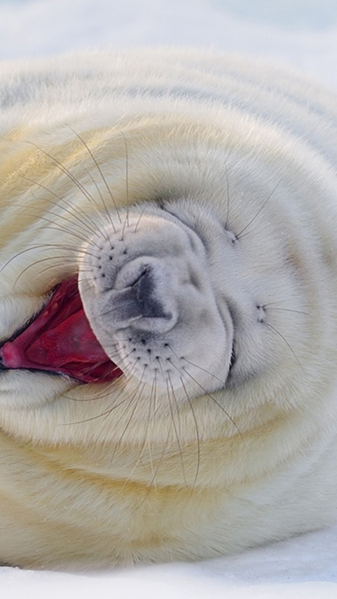 Das Happy Seal Wallpaper 1080x1920