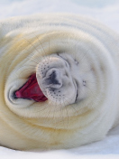 Das Happy Seal Wallpaper 132x176