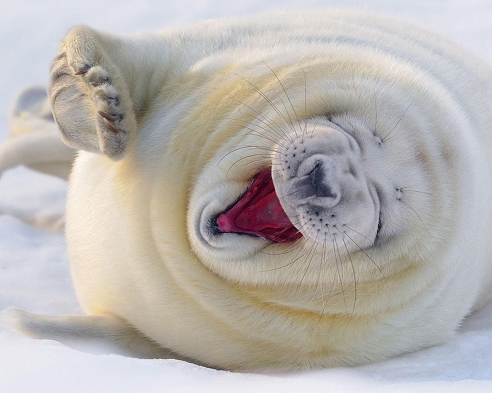 Das Happy Seal Wallpaper 1600x1280