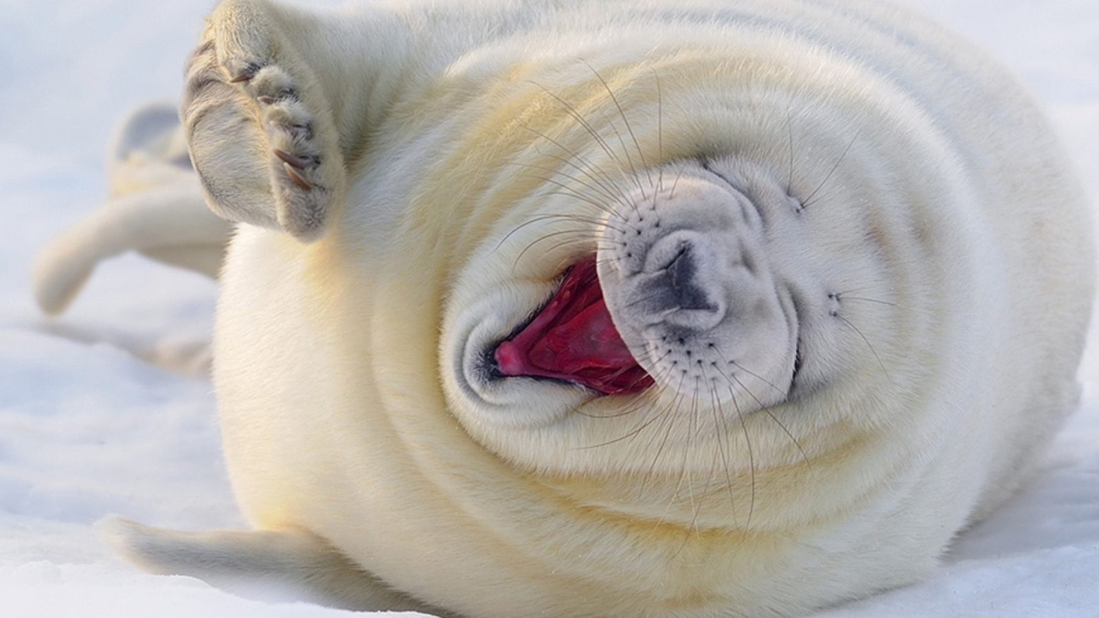 Sfondi Happy Seal 1600x900