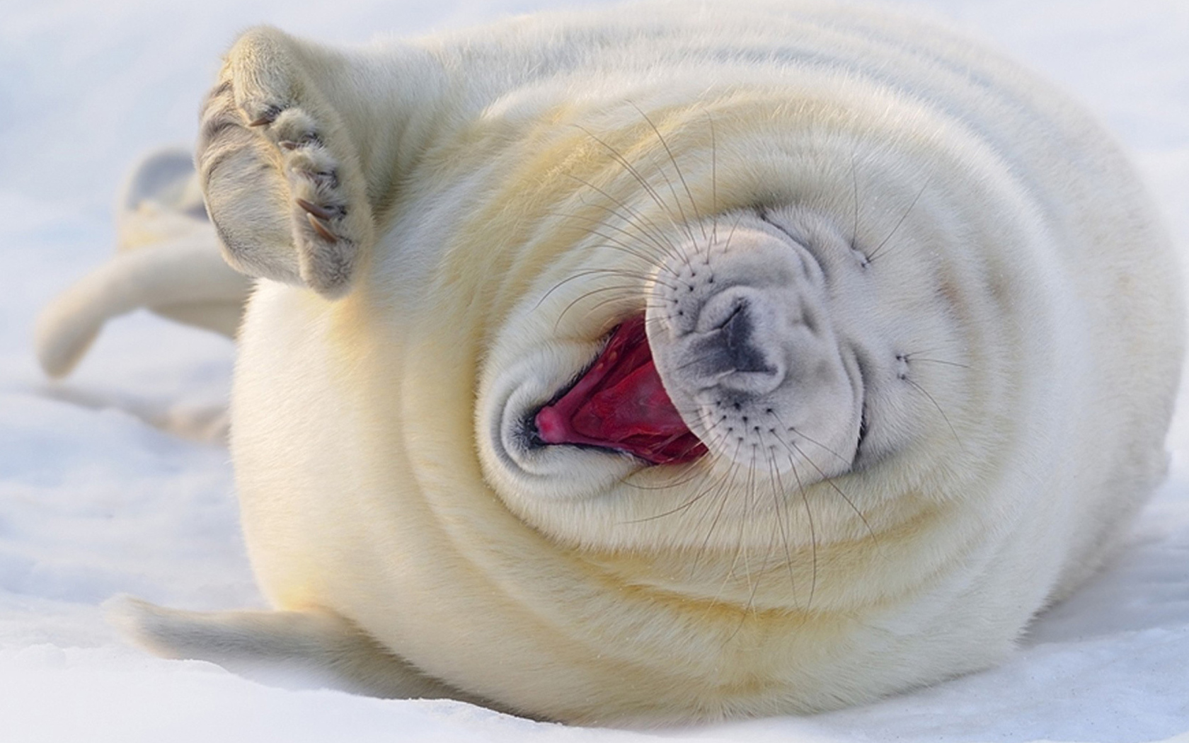 Happy Seal wallpaper 1680x1050