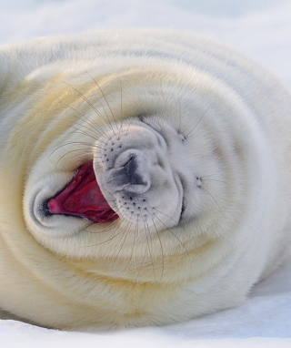 Happy Seal - Obrázkek zdarma pro iPhone 5