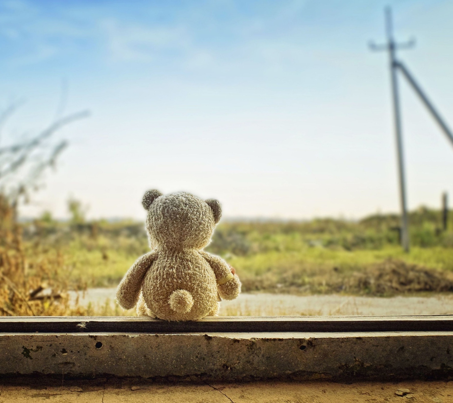 Sfondi Lonely Teddy 1440x1280