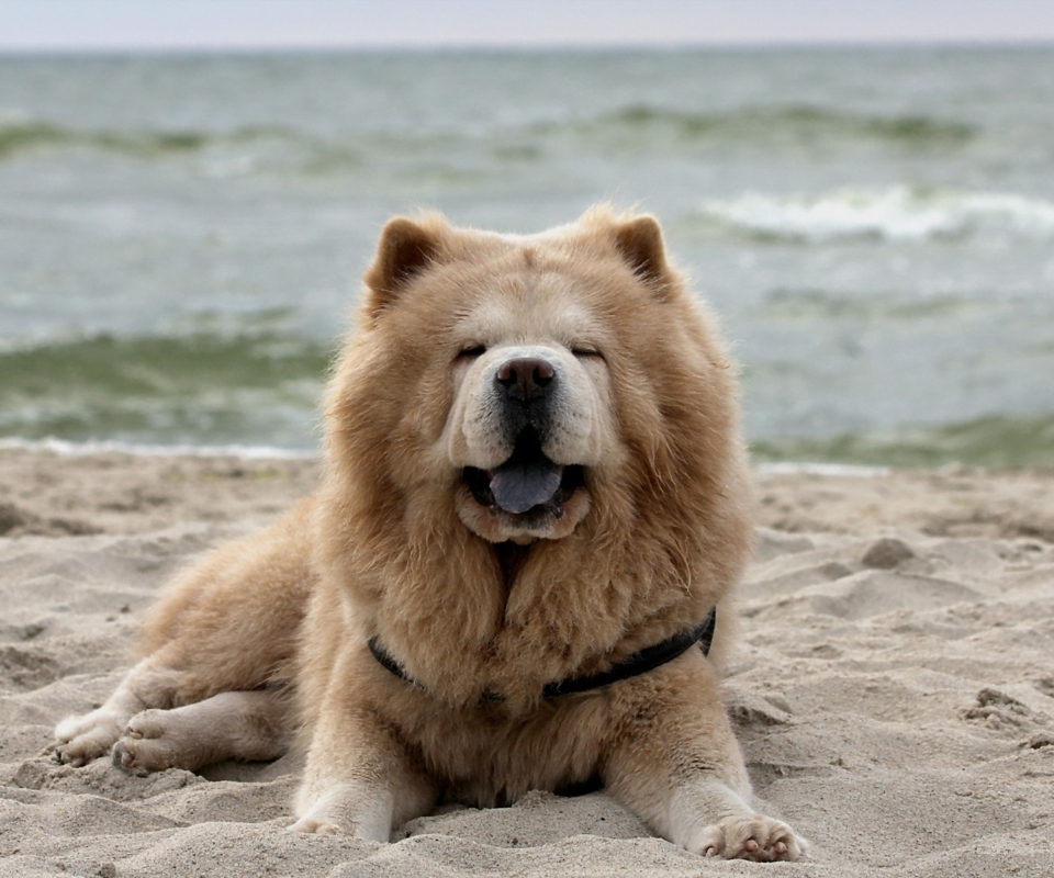 Chow Chow On Beach screenshot #1 960x800