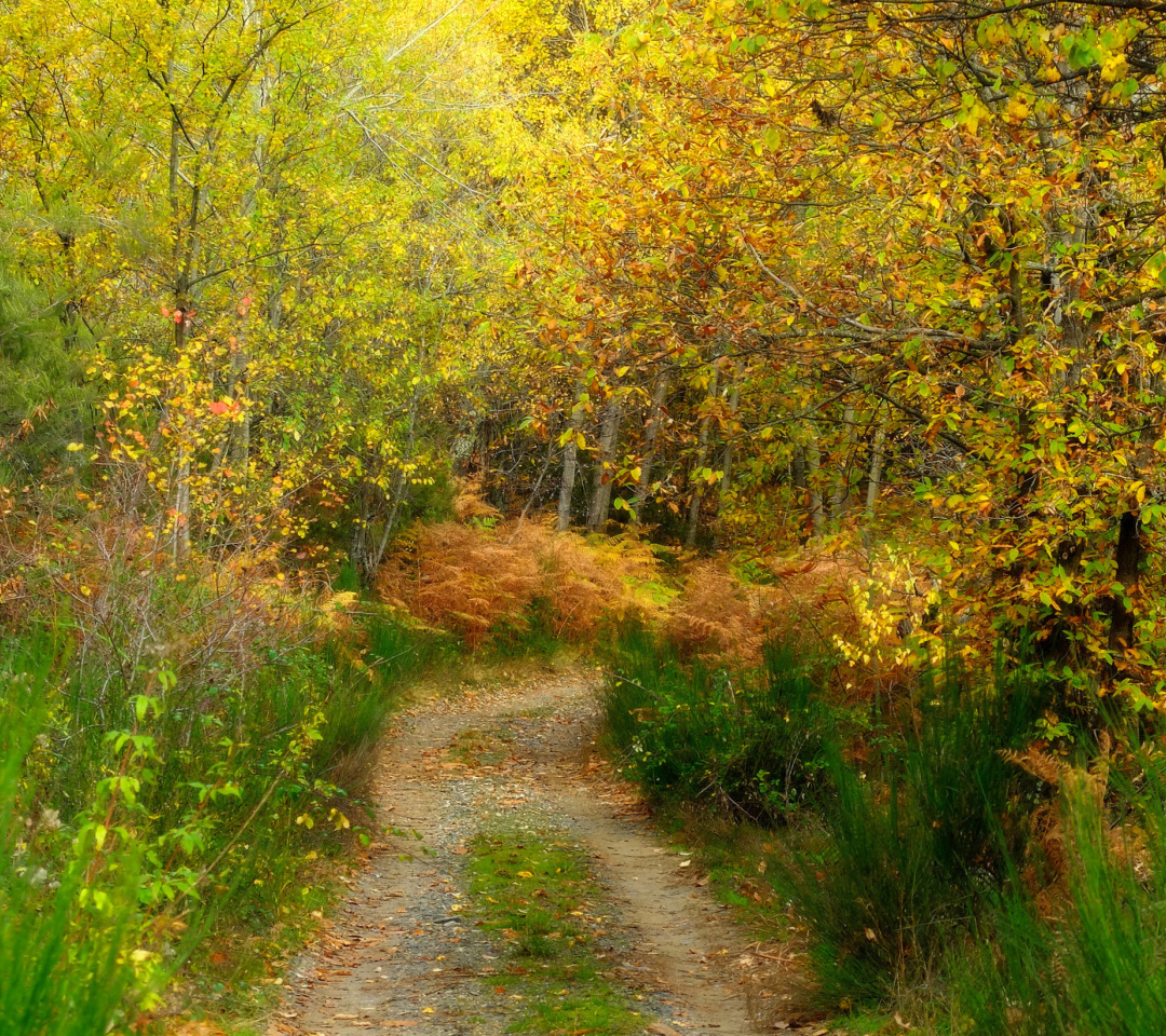 Fondo de pantalla Autumn Path 1080x960