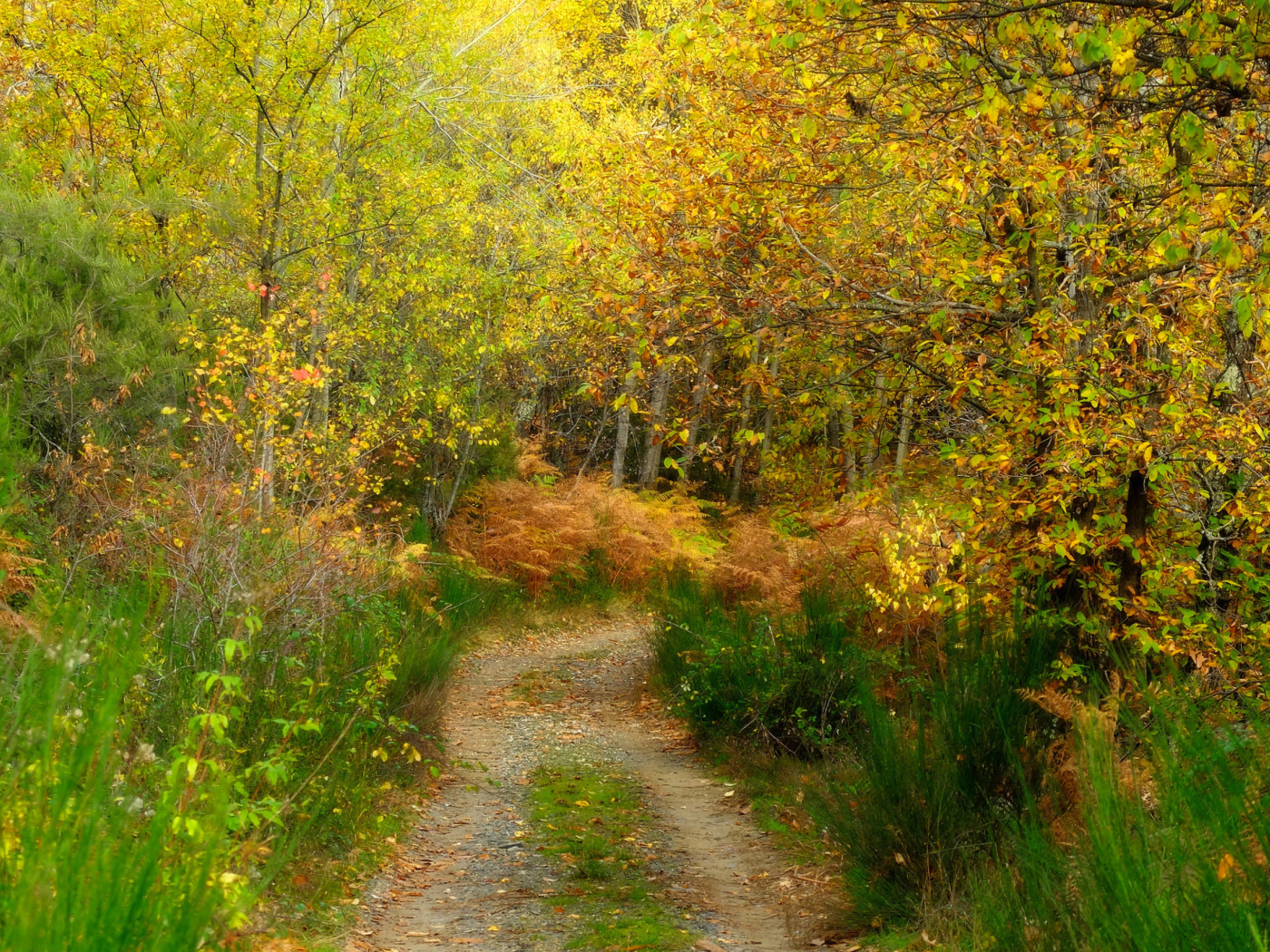 Fondo de pantalla Autumn Path 1400x1050