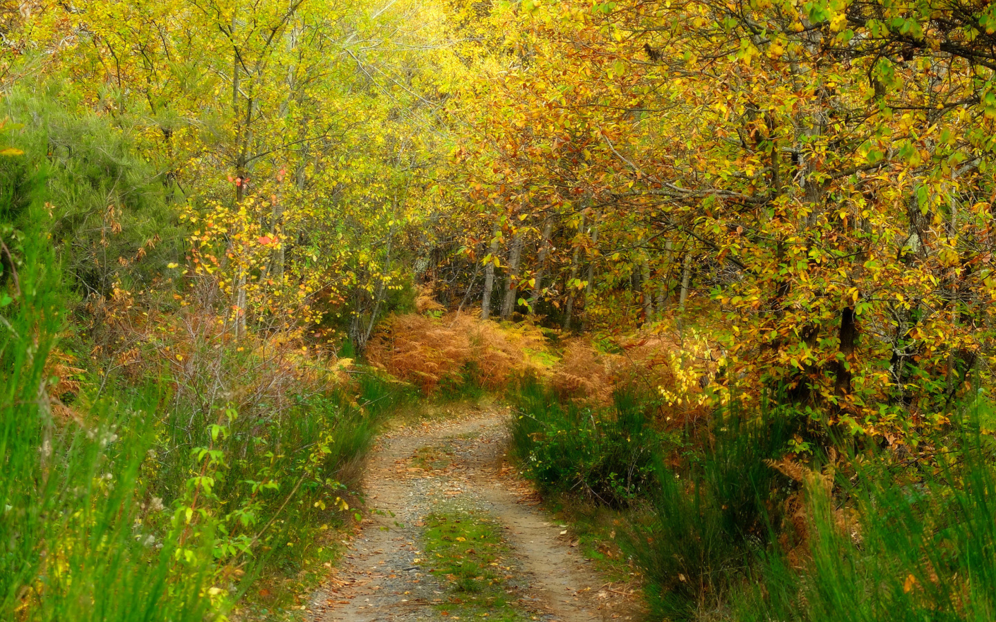 Sfondi Autumn Path 1440x900