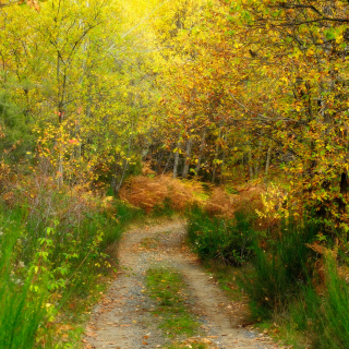 Autumn Path Background for 2048x2048