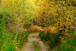 Autumn Path sfondi gratuiti per cellulari Android, iPhone, iPad e desktop