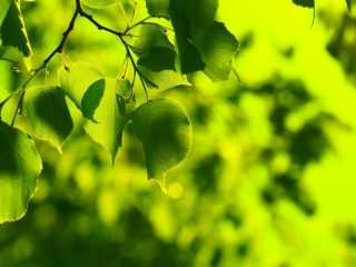 Screenshot №1 pro téma Green Leaves 320x240