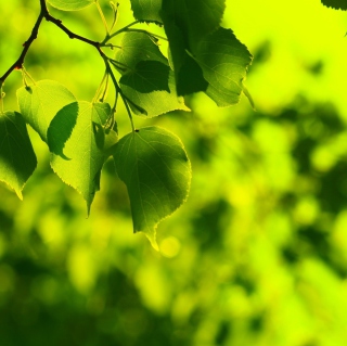 Green Leaves sfondi gratuiti per 208x208