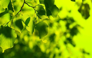 Green Leaves Wallpaper for Android, iPhone and iPad