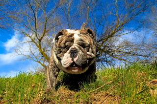 Bulldog Wallpaper for Android, iPhone and iPad