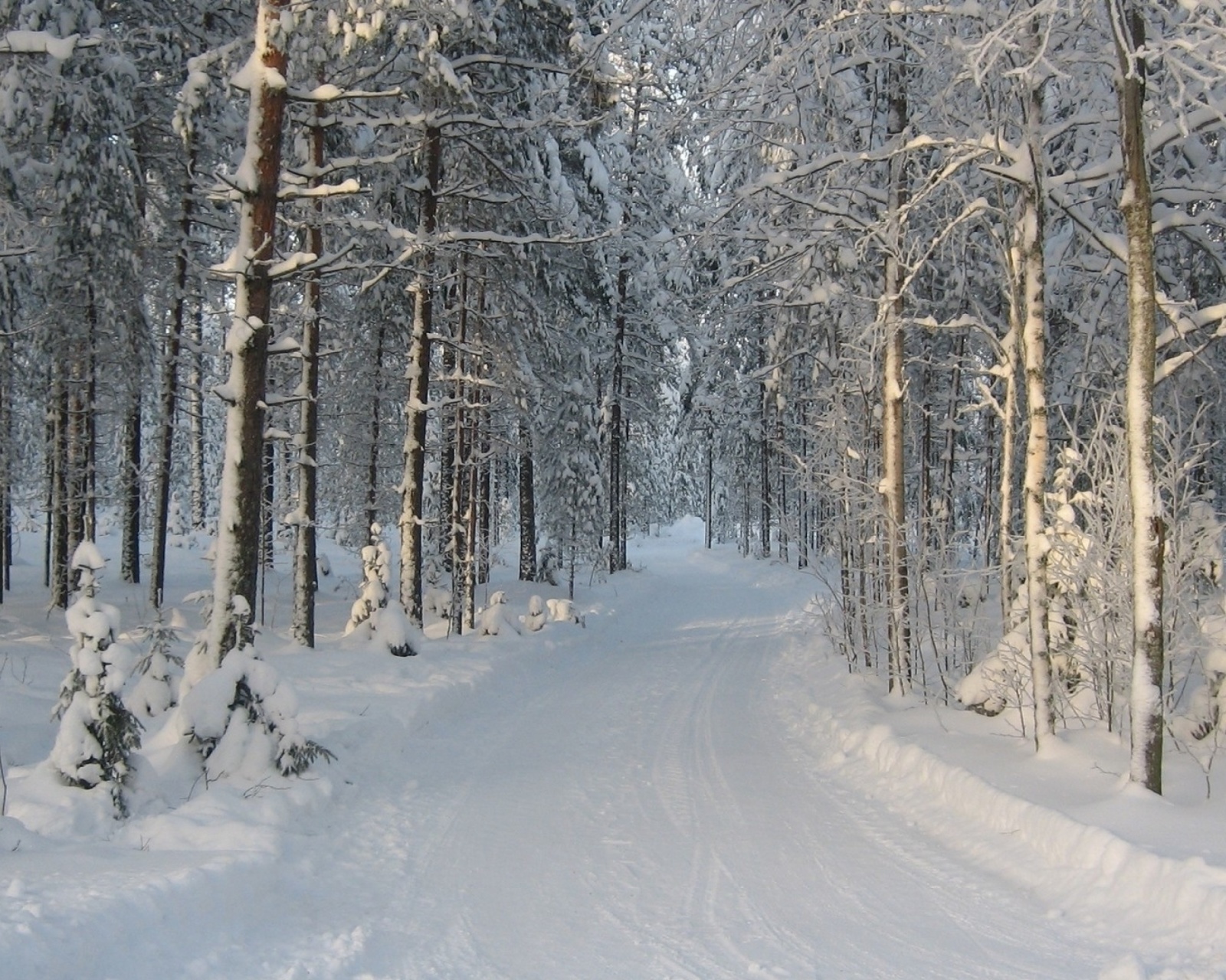 Screenshot №1 pro téma Winter snowy forest 1600x1280