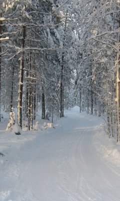 Das Winter snowy forest Wallpaper 240x400