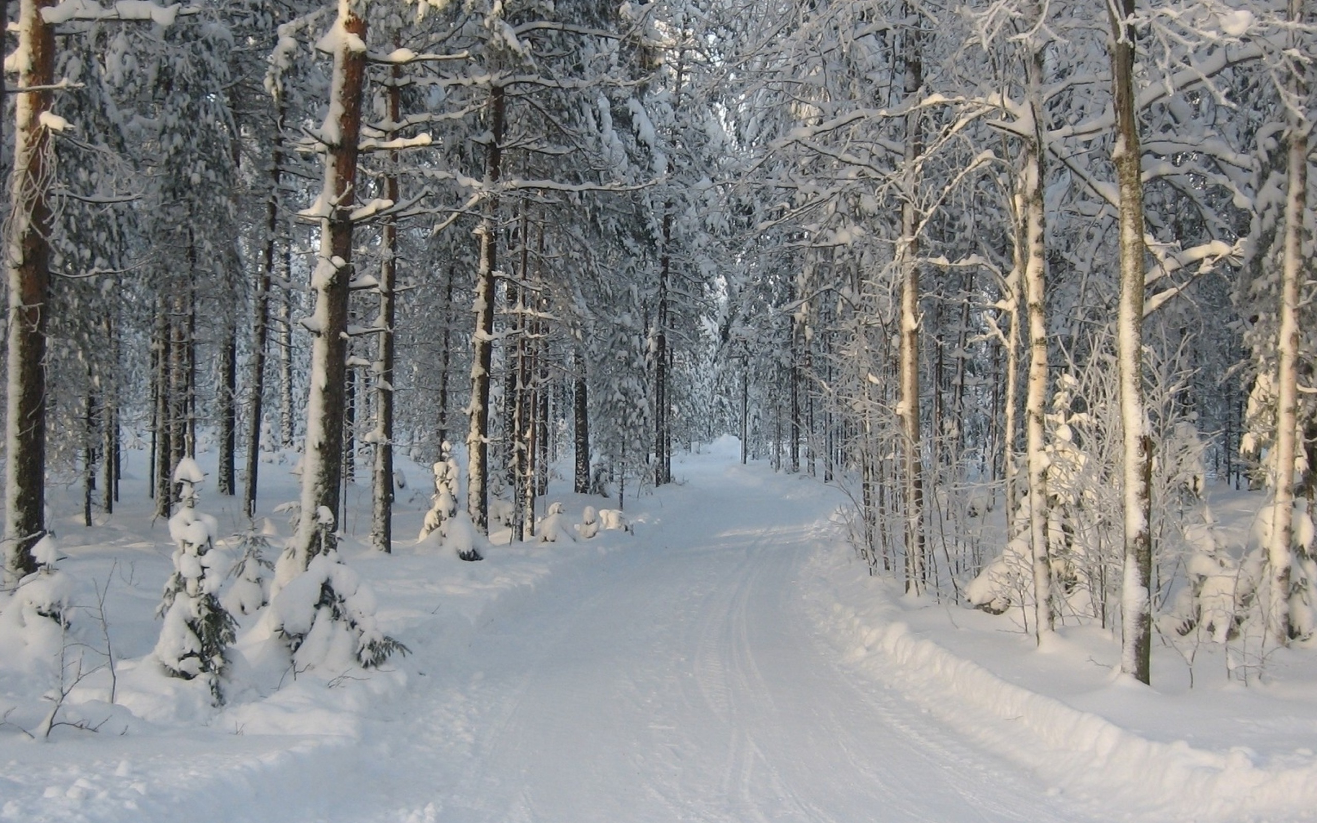 Screenshot №1 pro téma Winter snowy forest 2560x1600