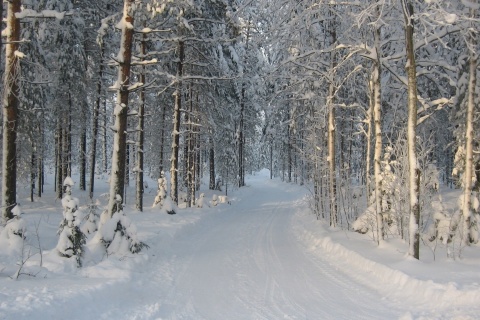 Winter snowy forest wallpaper 480x320