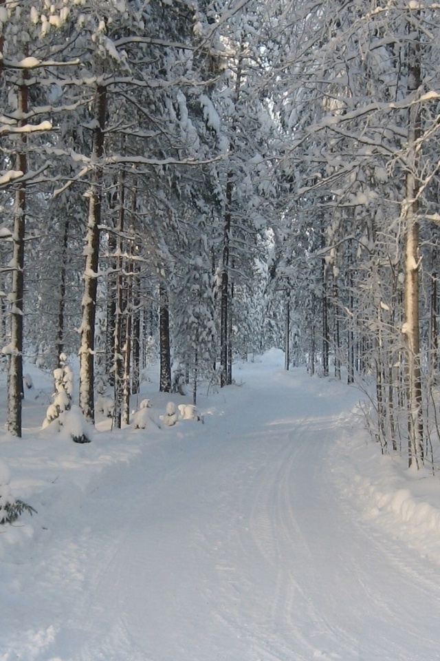Screenshot №1 pro téma Winter snowy forest 640x960