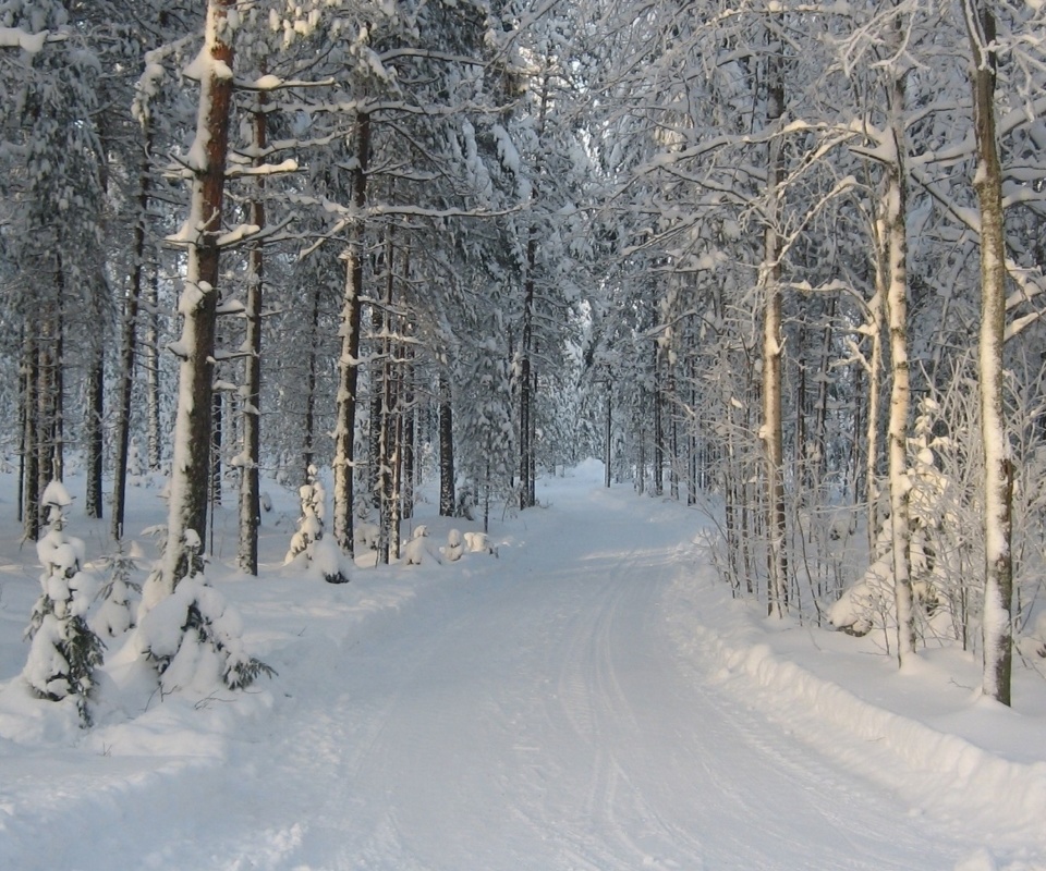 Das Winter snowy forest Wallpaper 960x800