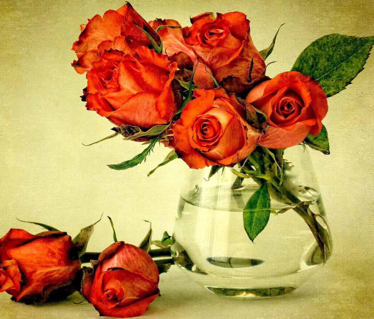 Fondo de pantalla Beautiful Roses 1200x1024