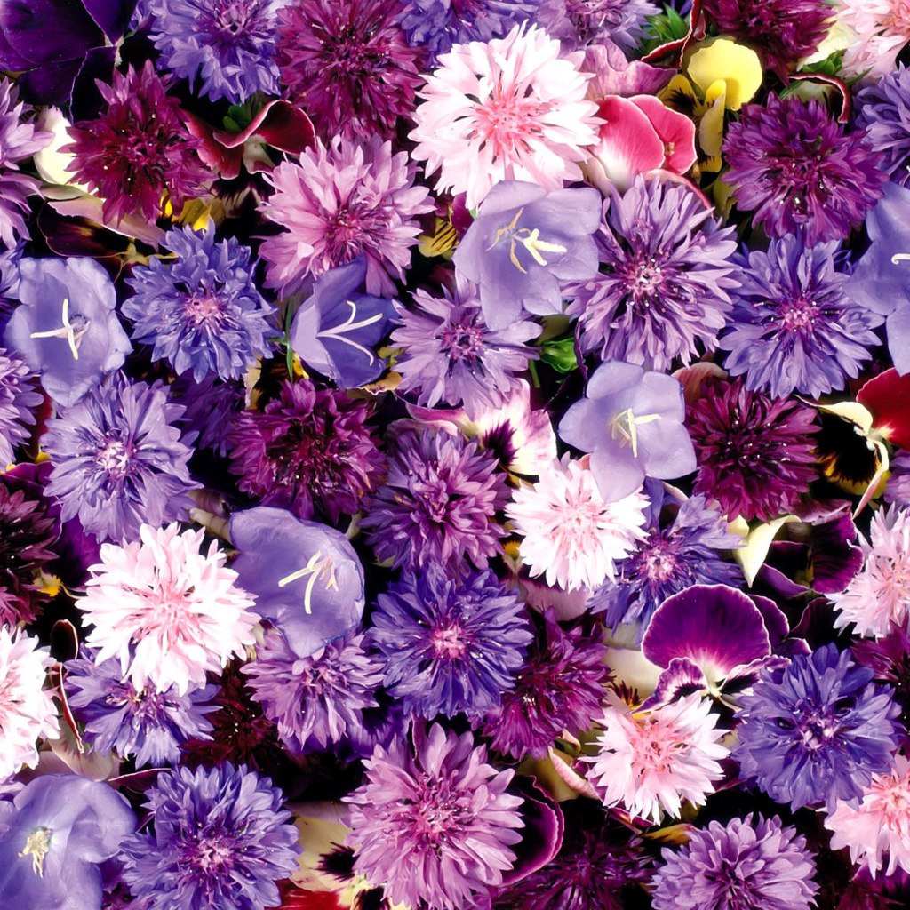 Fondo de pantalla Flower carpet from cornflowers, bluebells, violets 1024x1024
