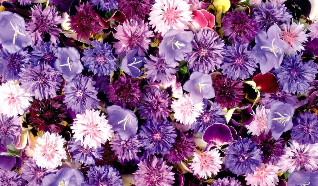 Fondo de pantalla Flower carpet from cornflowers, bluebells, violets 1024x600