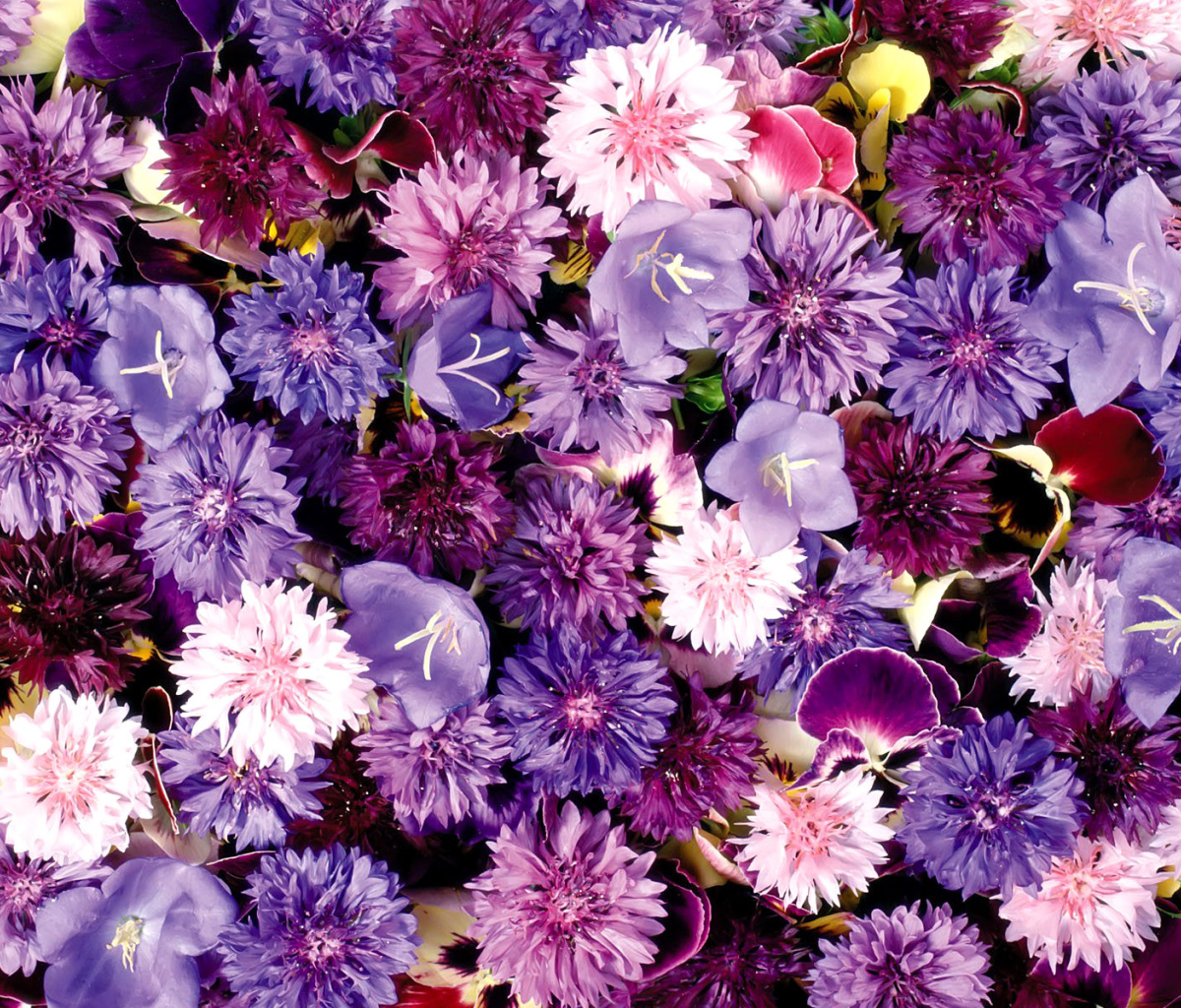 Fondo de pantalla Flower carpet from cornflowers, bluebells, violets 1200x1024