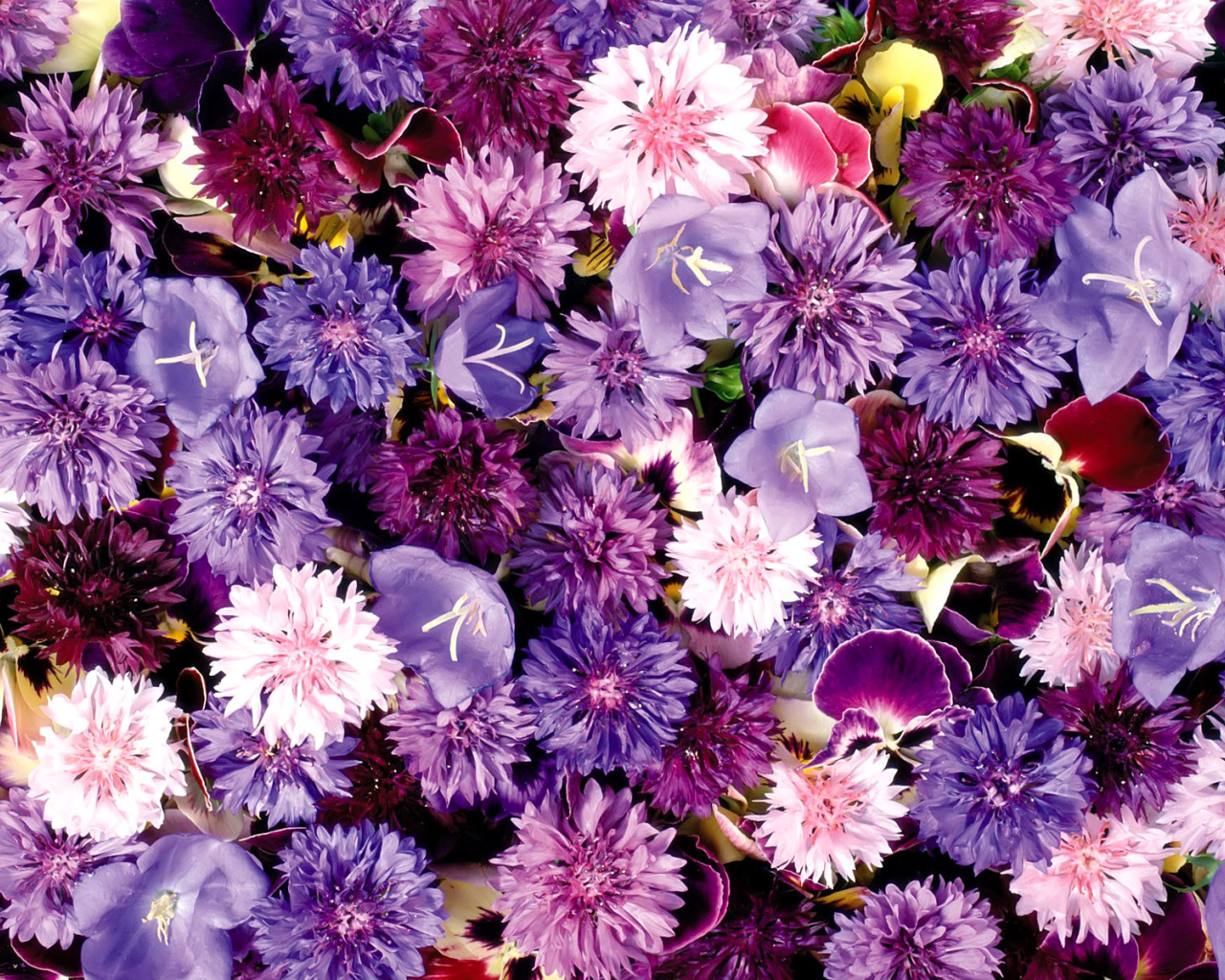 Fondo de pantalla Flower carpet from cornflowers, bluebells, violets 1280x1024