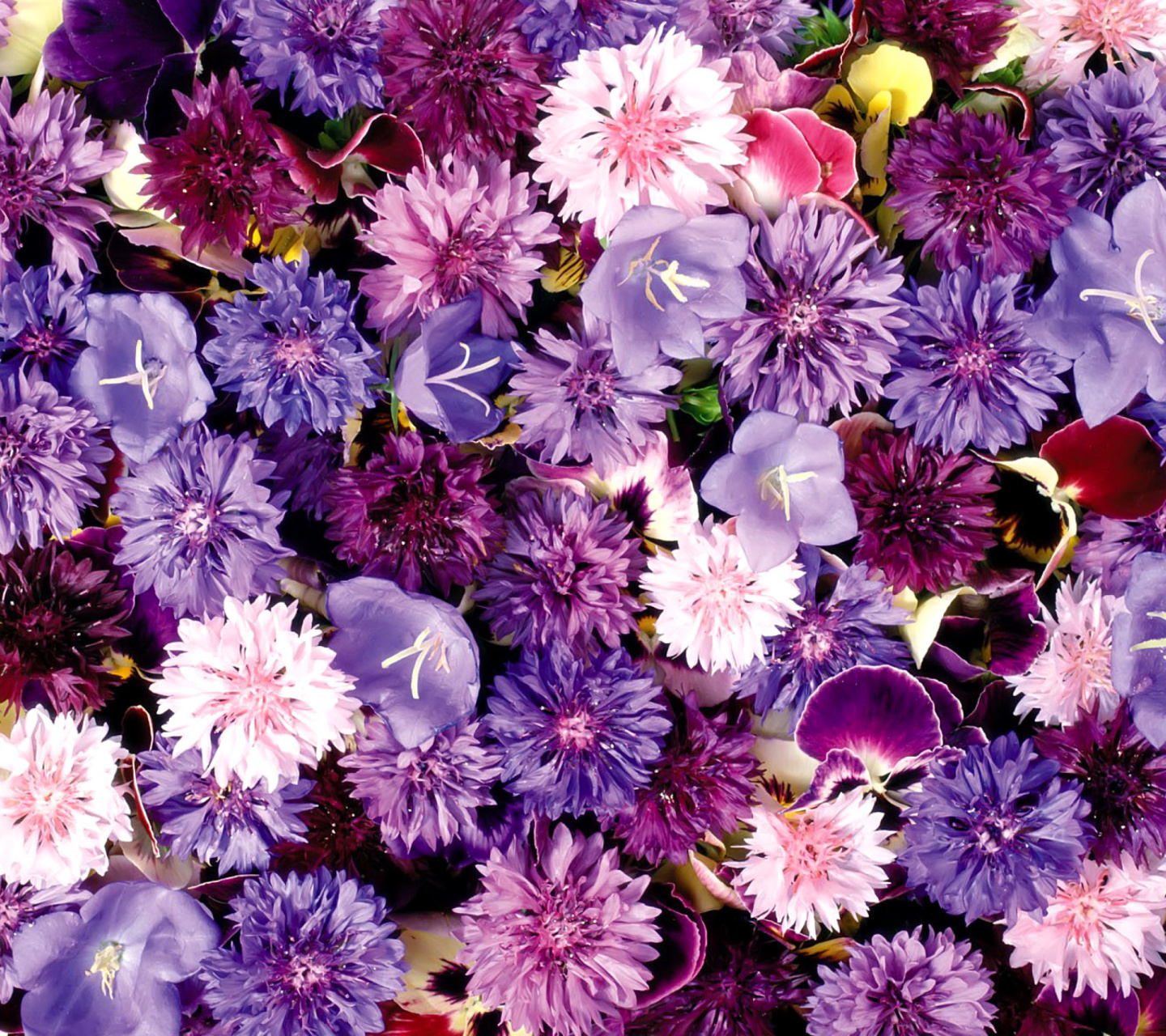 Flower carpet from cornflowers, bluebells, violets wallpaper 1440x1280