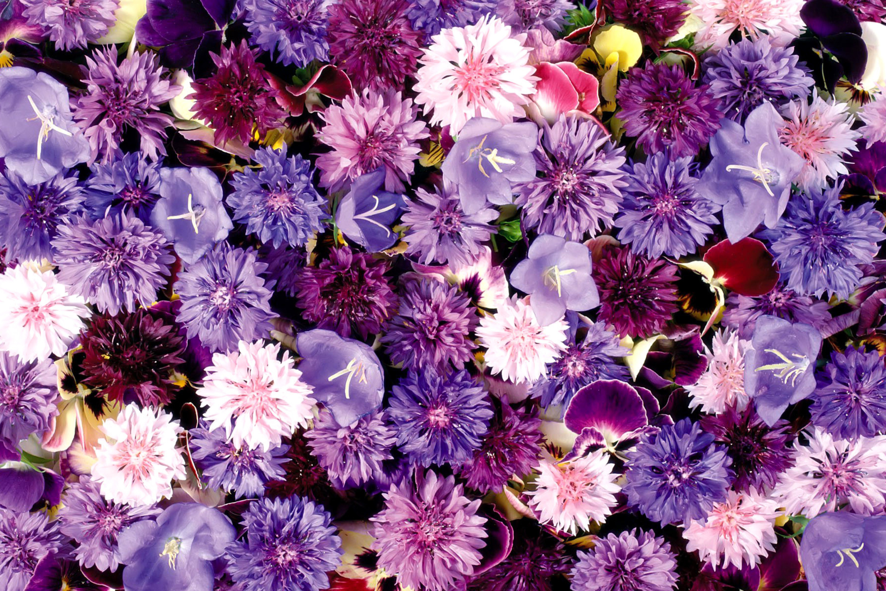 Das Flower carpet from cornflowers, bluebells, violets Wallpaper 2880x1920
