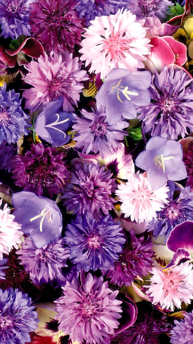 Flower carpet from cornflowers, bluebells, violets wallpaper 640x1136