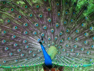 Das Indian Peafowl Wallpaper 320x240