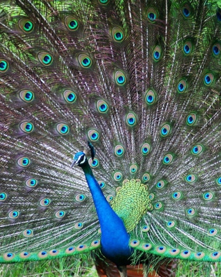 Indian Peafowl - Fondos de pantalla gratis para Nokia X1-01