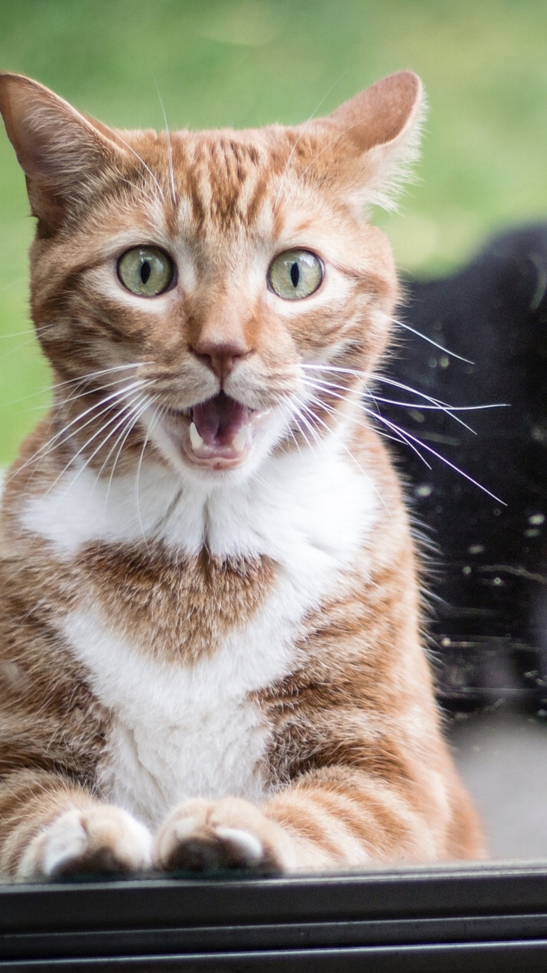Funny Surprised Cat wallpaper 1080x1920