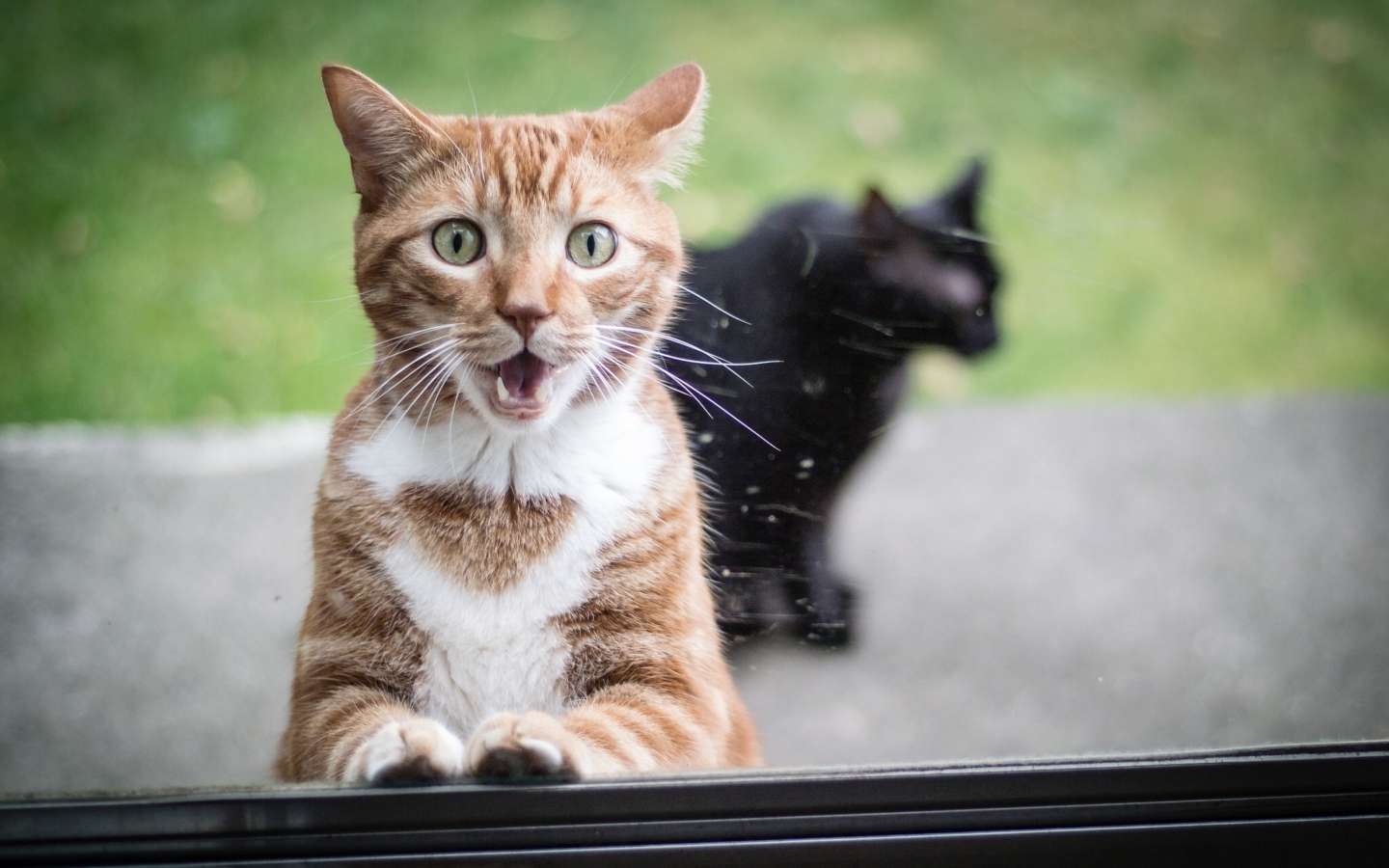 Обои Funny Surprised Cat 1440x900