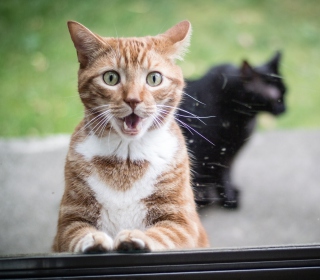 Funny Surprised Cat - Obrázkek zdarma pro iPad