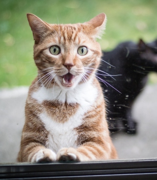 Funny Surprised Cat - Obrázkek zdarma pro Nokia C-Series