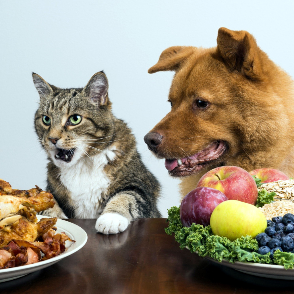 Обои Dog and Cat Dinner 1024x1024