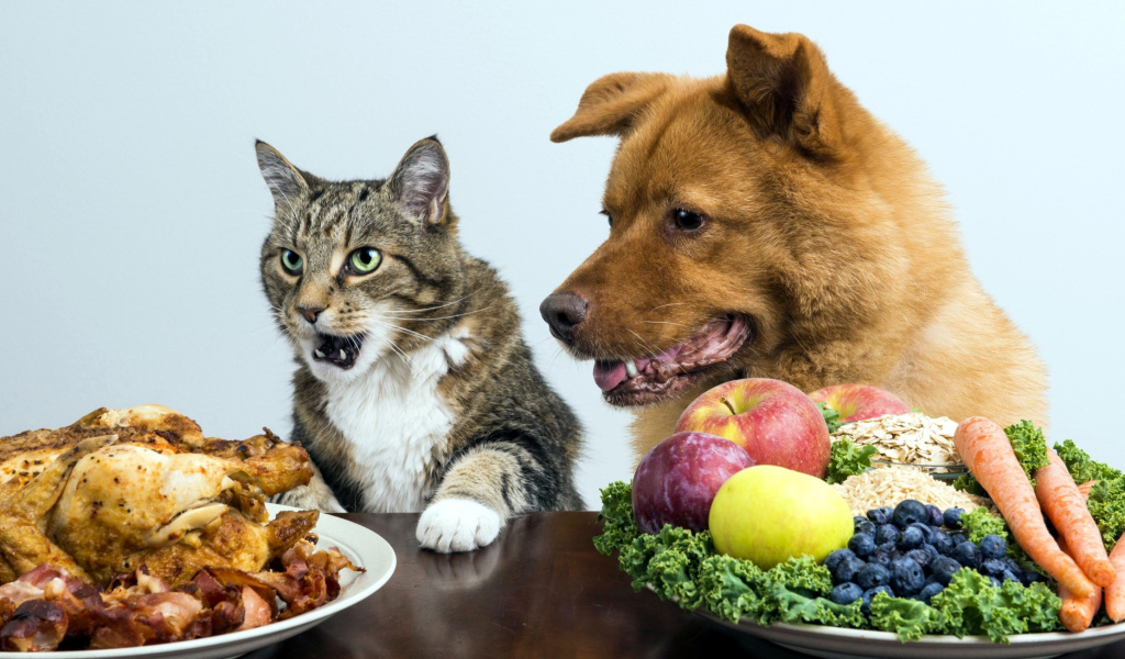 Fondo de pantalla Dog and Cat Dinner 1024x600