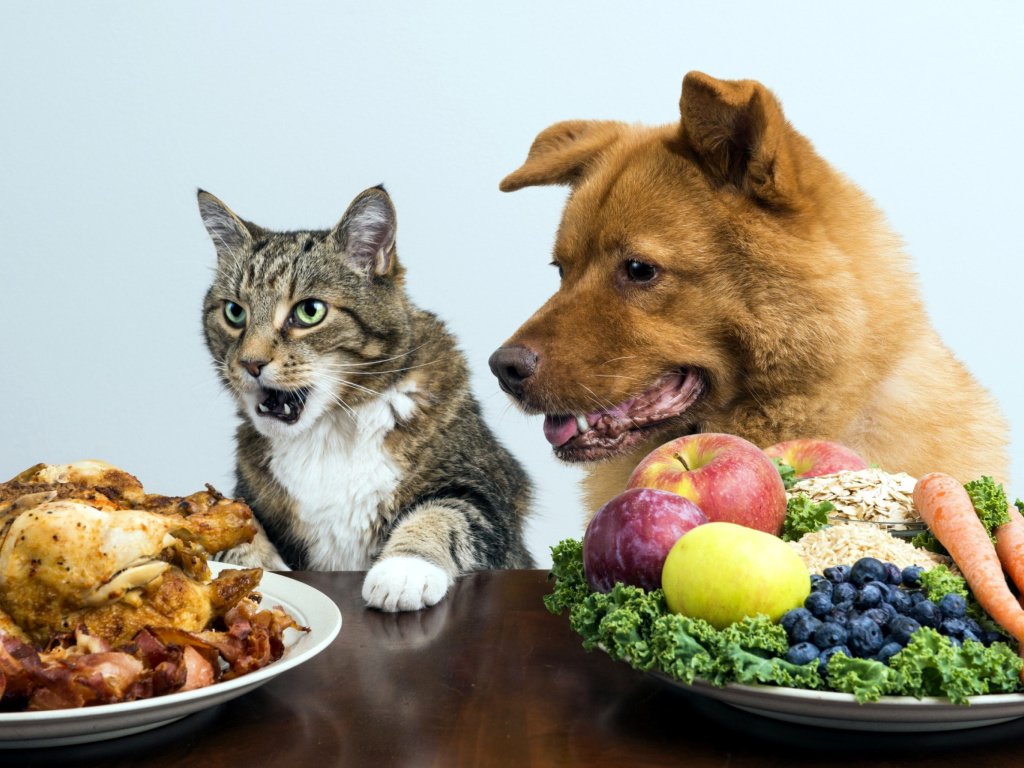 Fondo de pantalla Dog and Cat Dinner 1024x768
