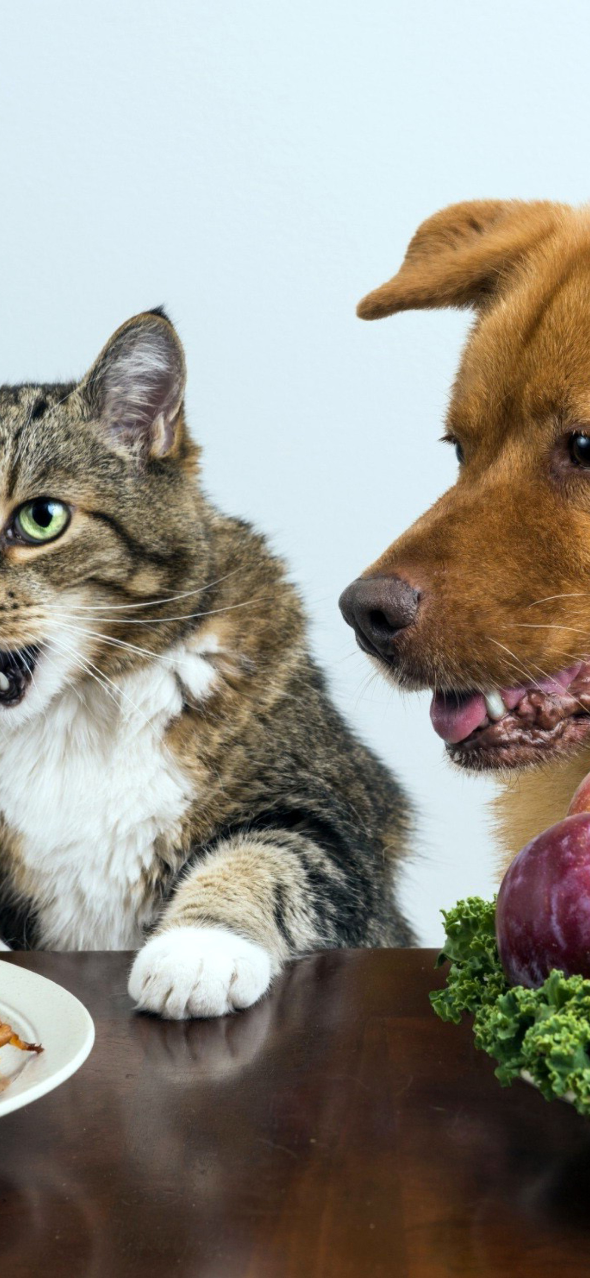 Dog and Cat Dinner wallpaper 1170x2532