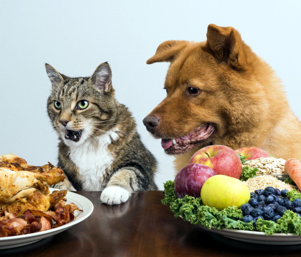 Das Dog and Cat Dinner Wallpaper 1200x1024