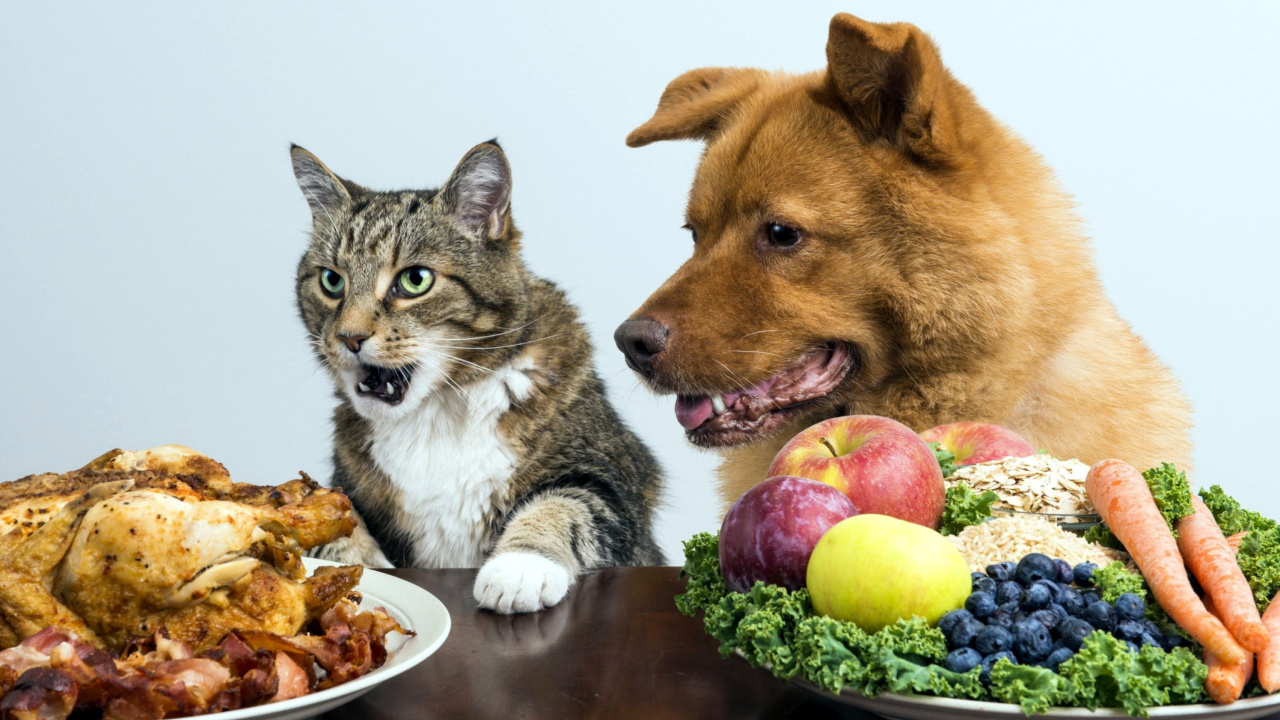 Fondo de pantalla Dog and Cat Dinner 1280x720