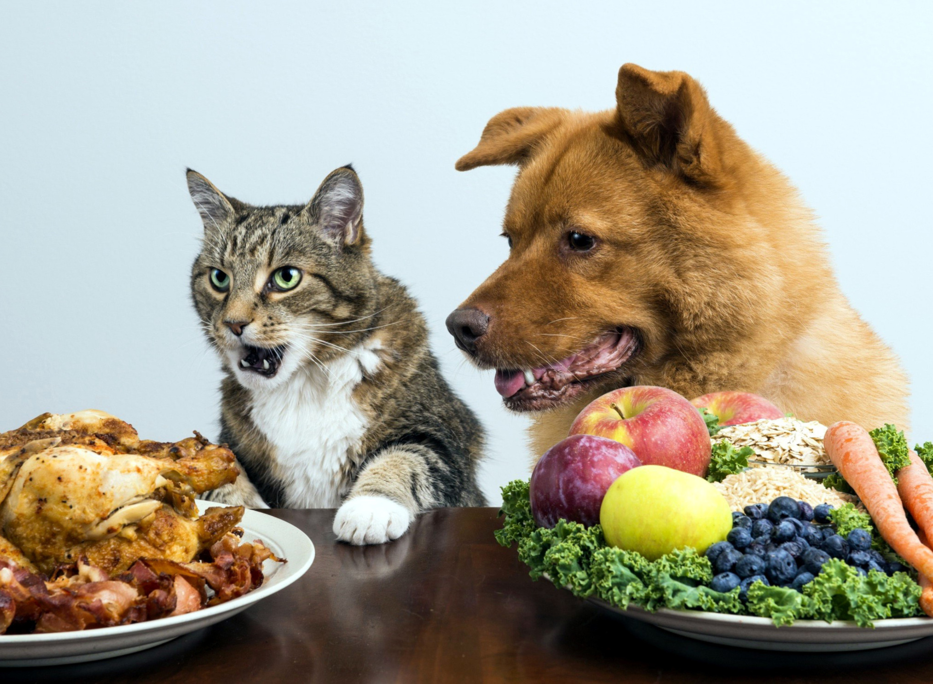 Fondo de pantalla Dog and Cat Dinner 1920x1408