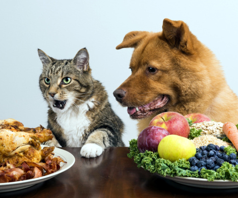 Dog and Cat Dinner wallpaper 480x400