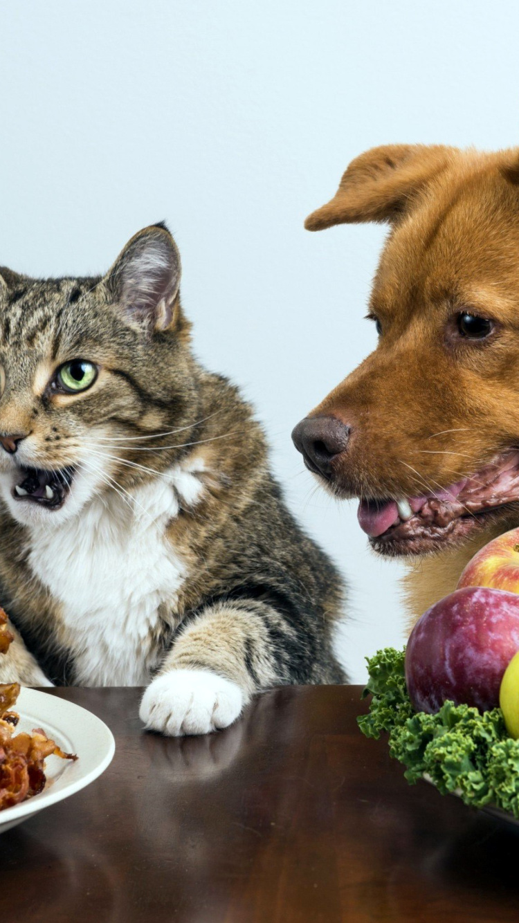 Fondo de pantalla Dog and Cat Dinner 750x1334