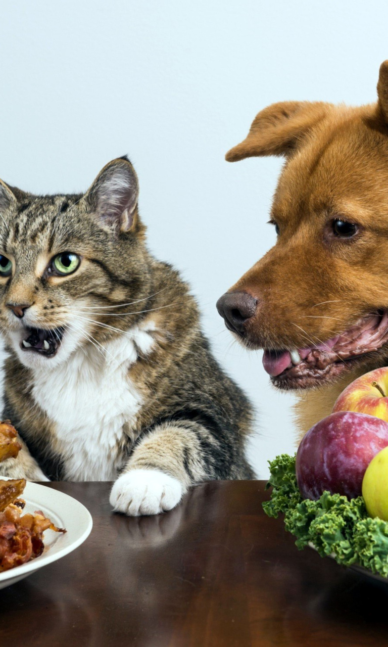 Обои Dog and Cat Dinner 768x1280