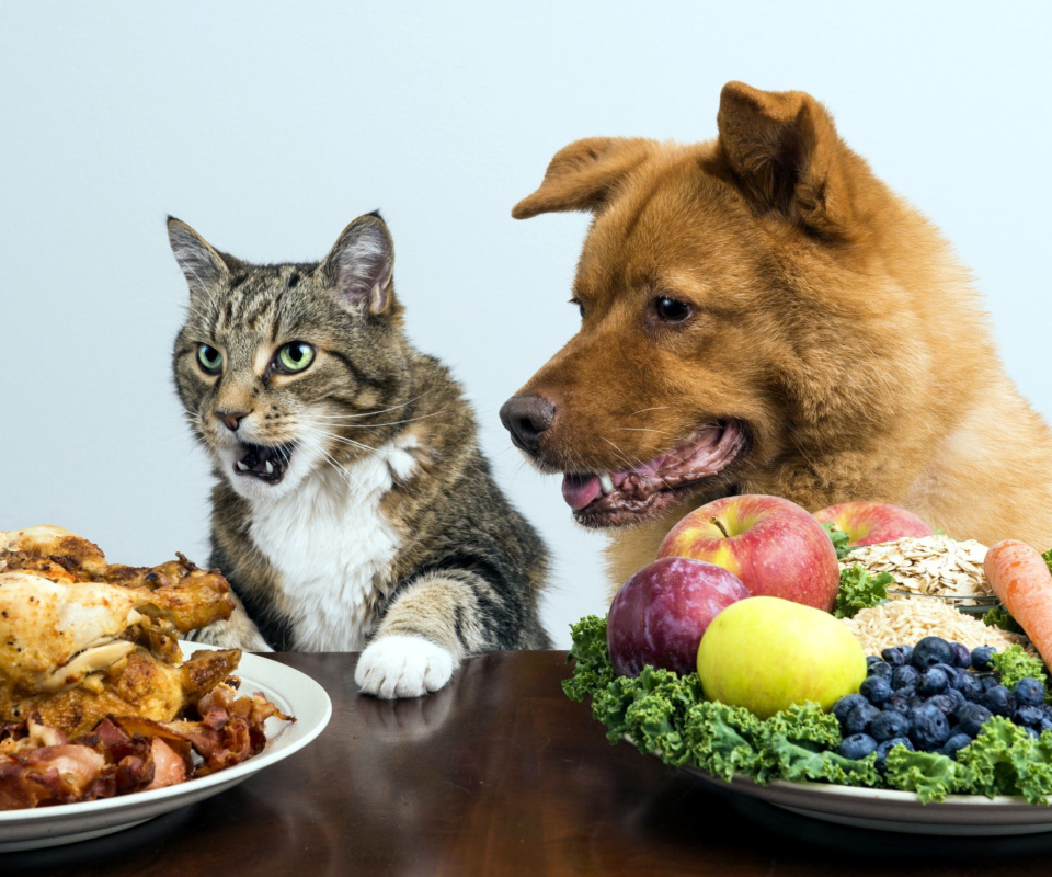 Обои Dog and Cat Dinner 960x800